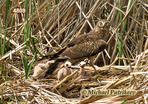 Northern Harrier (Circus hudsonius)